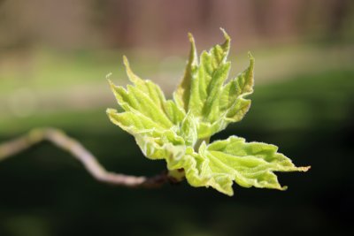 Acer miyabei - javor Miyabeův - list jaro (61)